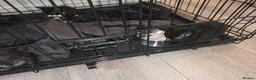 Russian Blue cats for sale: Russian tabys - Advert 8