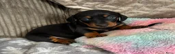 Miniature Dachshund dogs for sale: 😾  •• Miniature Dachshund Puppies  •• 🐺   - Advert 11