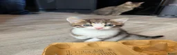 British Shorthair cats for sale: Two cute adorable kittens  - Advert 2
