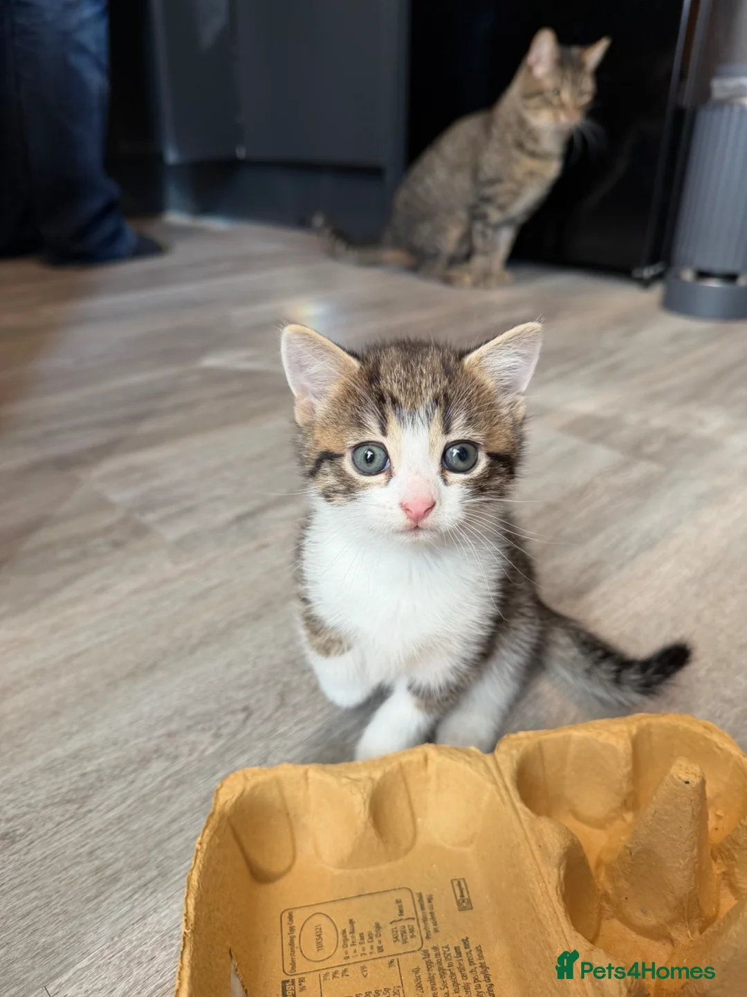 British Shorthair cats for sale: Two cute adorable kittens  - Advert 2