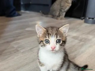 British Shorthair cats Two cute adorable kittens - Advert 1
