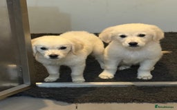 Golden Retriever dogs for sale: Beautiful Golden retriever puppies - Image 5