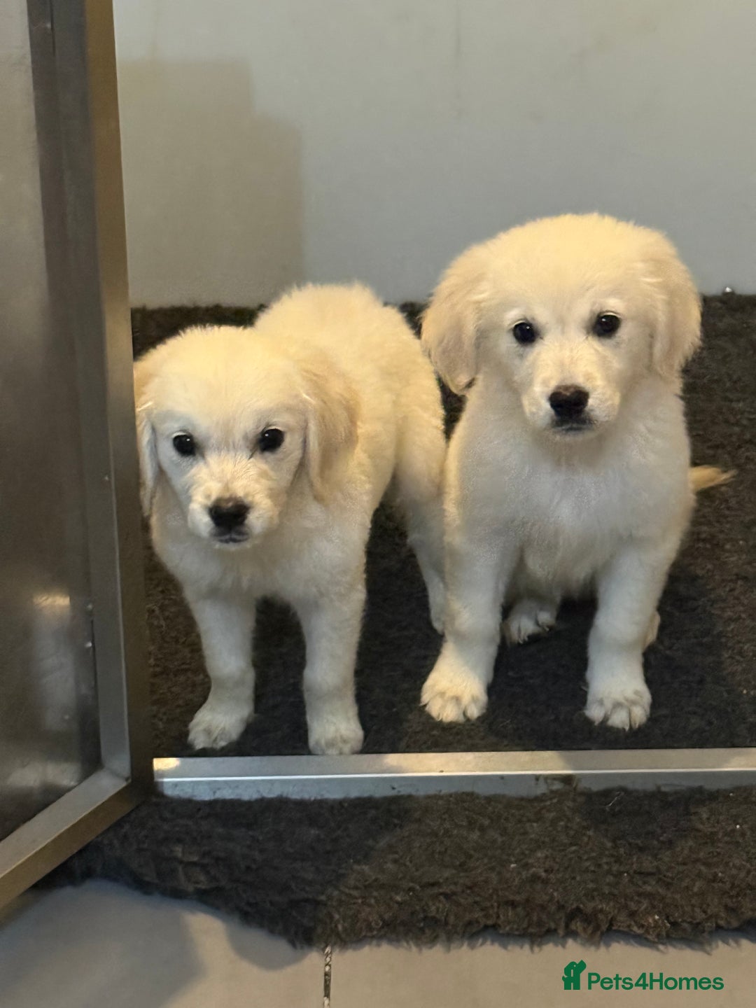 Golden Retriever dogs for sale: Beautiful Golden retriever puppies - Image 5