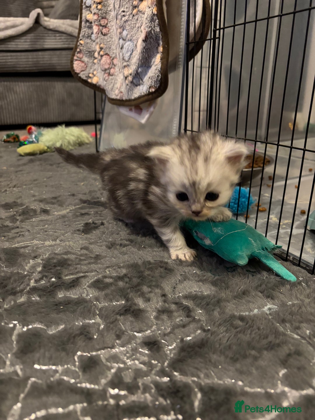 Maine Coon cats for sale: Maincoon / Persian babies looking for laps  - Advert 32