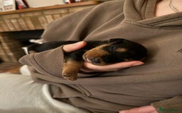 Lakeland Terrier dogs for sale: Lakeland Terrier pups - working style black & tan! - Image 8