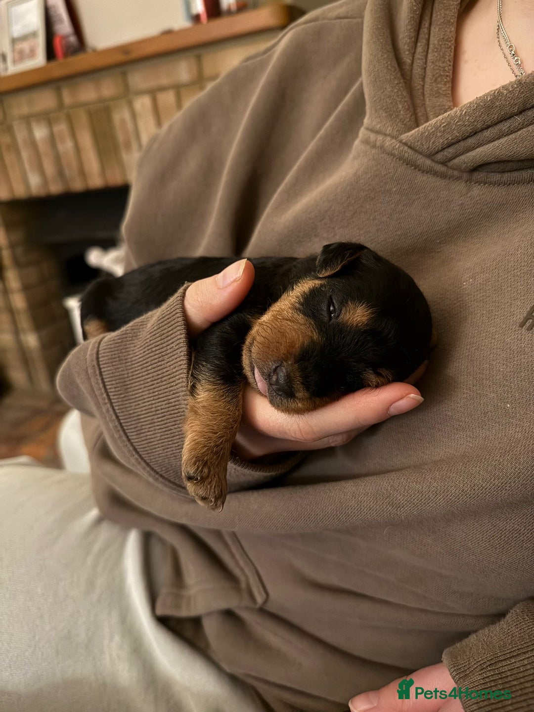 Lakeland Terrier dogs for sale: Lakeland Terrier pups - working style black & tan! - Image 8