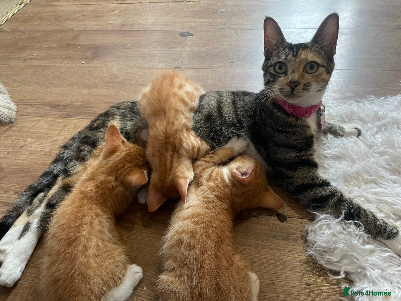 Mixed Breed cats for sale: beautiful orange babies - Advert 2