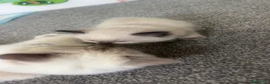 Ragdoll 3