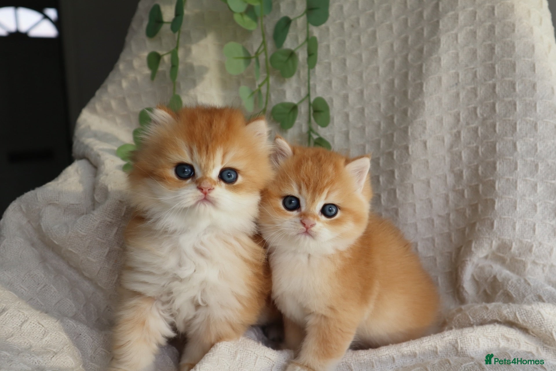 British Shorthair cats Golden NY11 Boys Champion & Tested Lines 🧸 - Advert 1