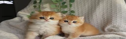 British Shorthair cats for sale: Golden NY12 Boys Champion & Tested Lines 🧸 - Advert 2