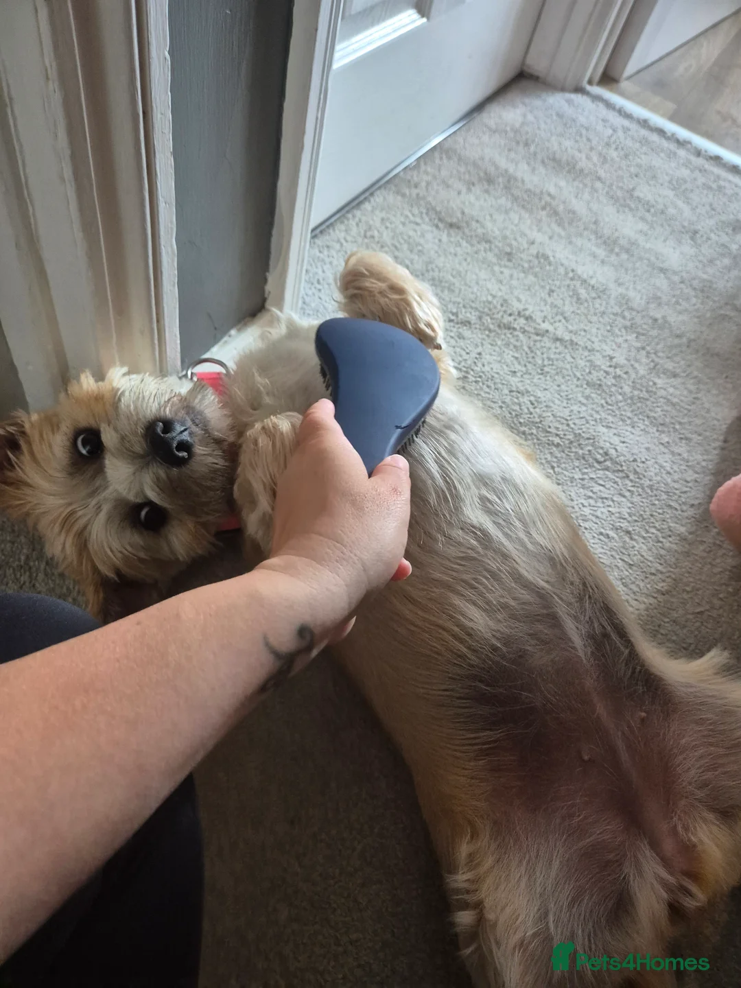 Cairn Terrier dogs for sale: One year five months cairn terrier  - Advert 2