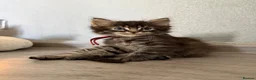Maine Coon cats for sale: Maine Coon Kittens  - Advert 3