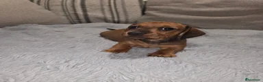 Dachshund 2