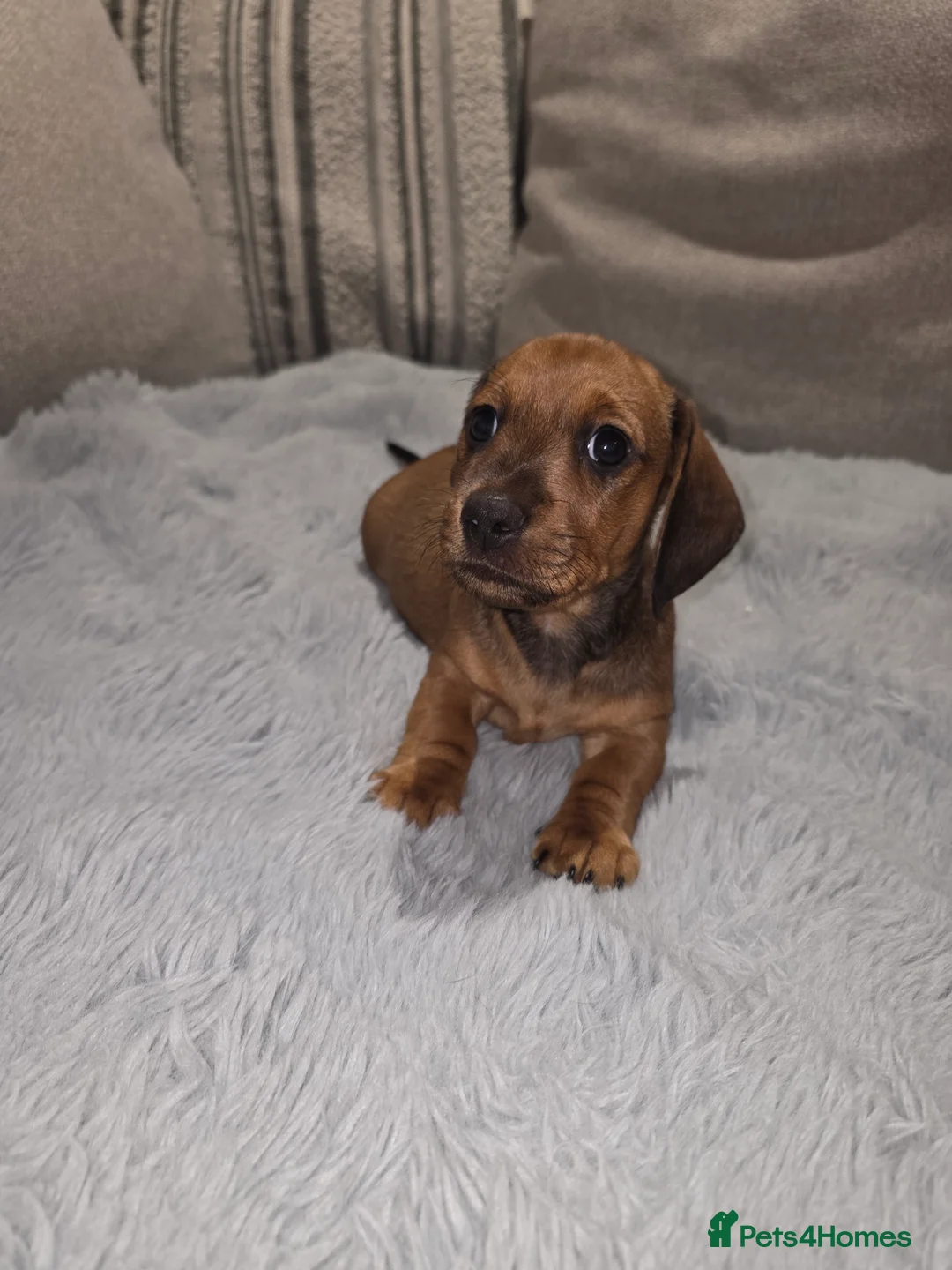 Dachshund dogs for sale: Miniature dachshund  in Thatcham - Advert 2