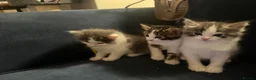 Mixed Breed cats for sale: Baby kitten in Harrow - Advert 7