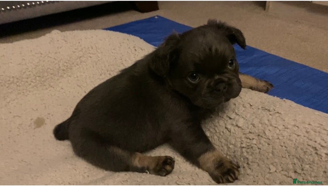 French Bulldog dogs for sale: French bulldogs puppy’s for sale - Advert 11