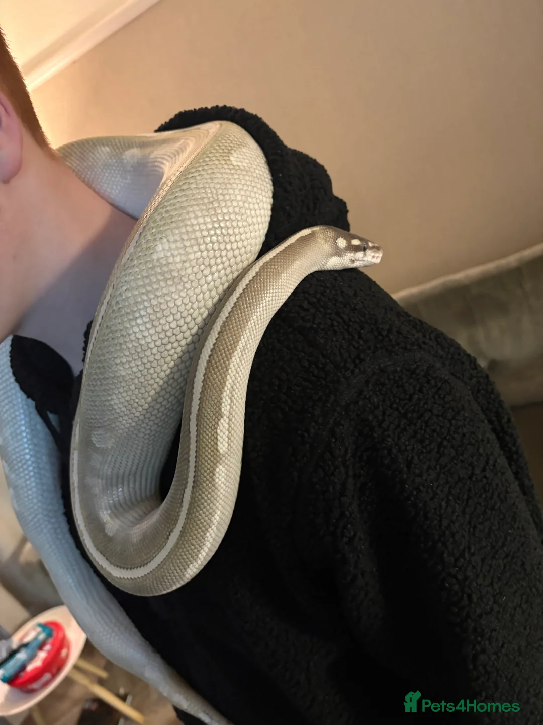 Python Snake reptiles for sale: Purple passion royal python  - Advert 6