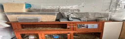 Guinea Pig rodents for sale: 3 male guinea pigs and hutch and everything  in Romford - Advert 4