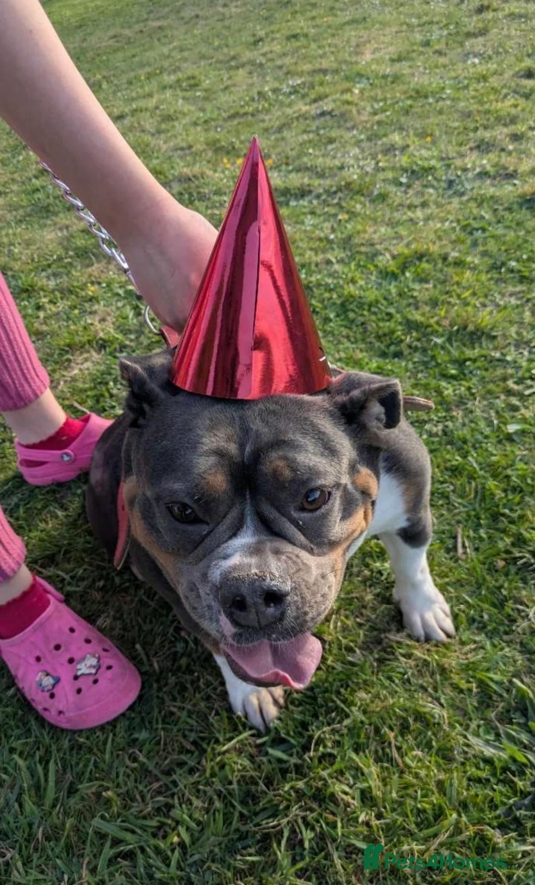 Olde English Bulldogge dogs for sale: Pedigree Olde English bulldogge - 4 years old - Advert 2