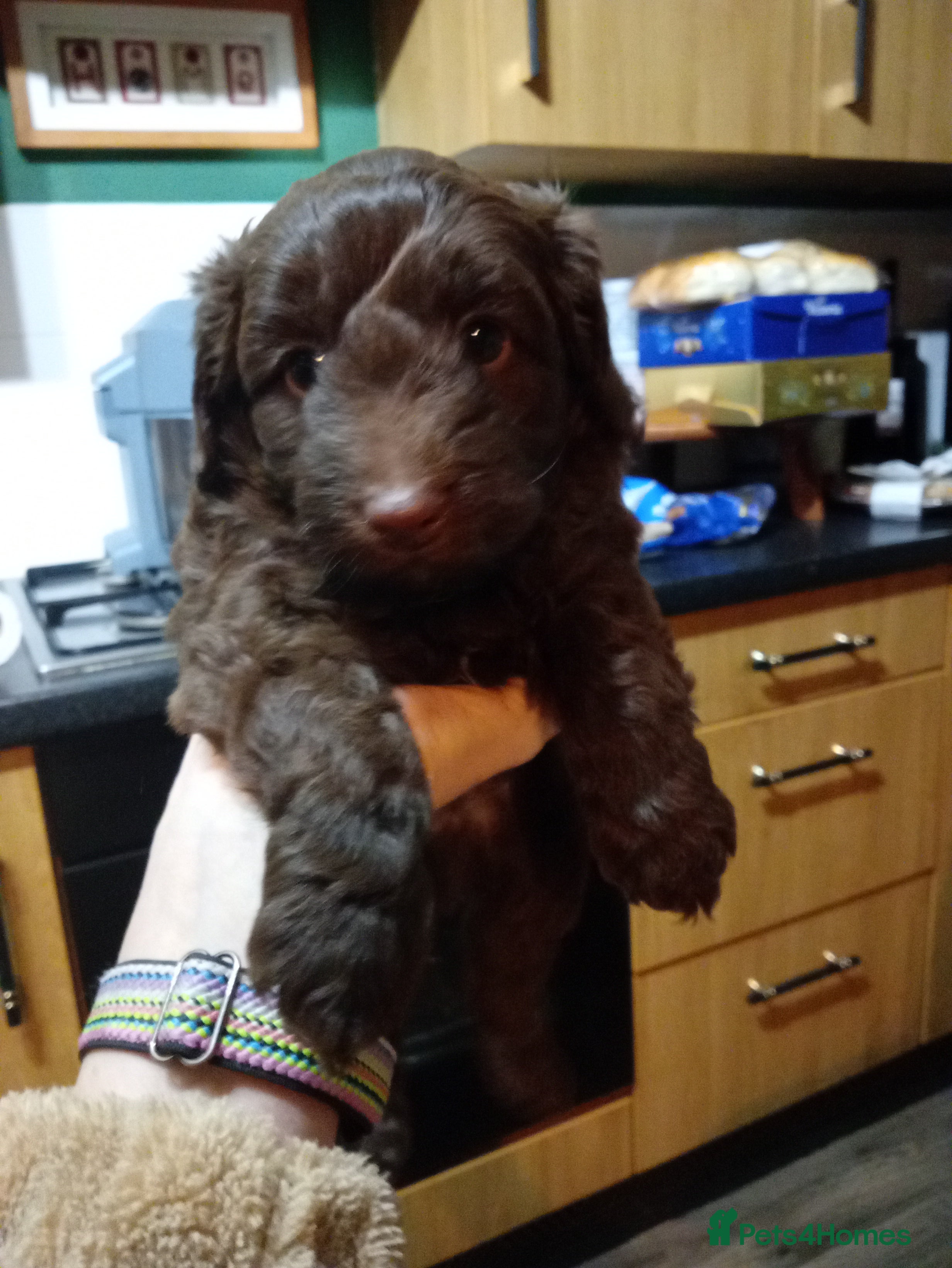 Cavapoo dogs Fabulous chocolate Cavapoos - Advert 1