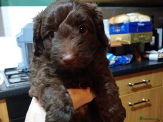 Cavapoo dogs Fabulous chocolate Cavapoos - Advert 1