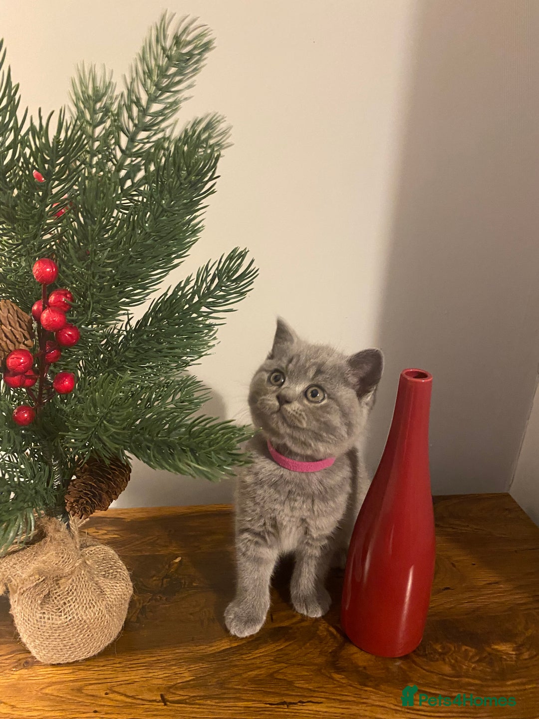 British Shorthair cats for sale: Stunning British short hair GCCF/TICA - Advert 33