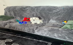 Maltese dogs for sale: Bichon puppies  in Coventry - Image 7