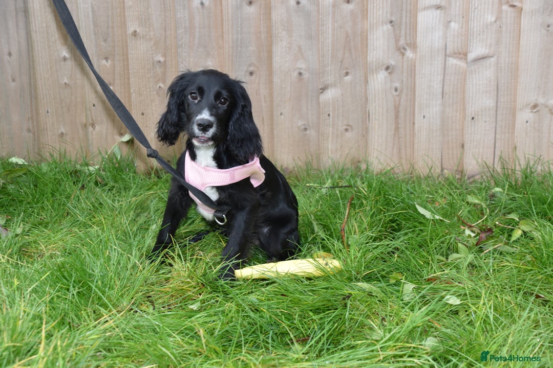 Cocker Spaniel dogs for sale: Kc ReG Cocker Spaniel Female - Advert 1