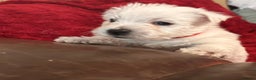 West Highland Terrier dogs for sale: West highland puppies - Advert 19