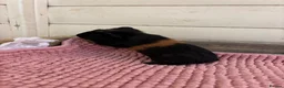 Guinea Pig rodents for sale: Baby Guinea Pigs  - Advert 10