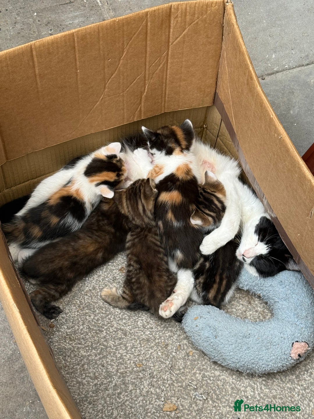 British Shorthair cats for sale: Beautiful calico kitten - Image 7