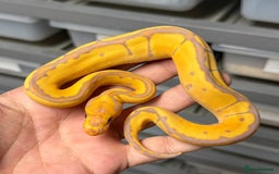 Python Snake reptiles for sale: Royal pythons  - Image 2