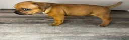 Staffordshire Bull Terrier dogs for sale: 🔥READY! KCREG STAFFY PUPPS–OUTSTANDING QUALITY 🔥 - Advert 30