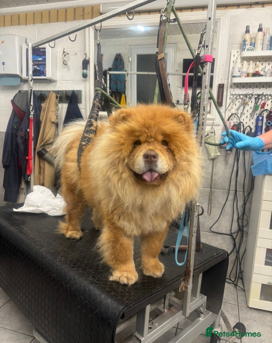 Chow Chow dogs for sale: CHUNKY FEMALE CHOW KARMA - Advert 2