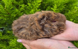 Guinea Pig rodents for sale: Red agouti lunkarya/texel boar - Image 1