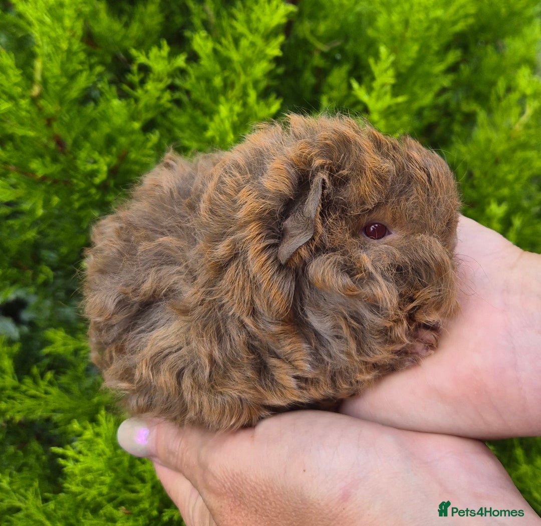 Guinea Pig rodents for sale: Red agouti lunkarya/texel boar - Image 1