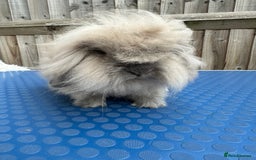 Mini Lion Lop rabbits for sale: Beige mini lion lop  - Image 1