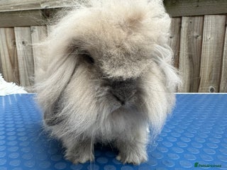 Mini Lion Lop rabbits - Advert 5