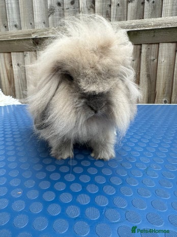 Mini Lion Lop rabbits - Advert 6