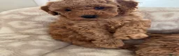 Toy Poodle dogs for sale: Stunning KC Toy poodle puppies.DNA health tested - Advert 14