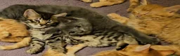 Mixed Breed cats for sale: Elven Bengal Kittens  - Advert 23