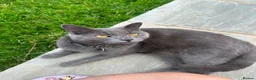 Mixed Breed cats for sale: Brothers looking for a new home in Bath - Advert 8