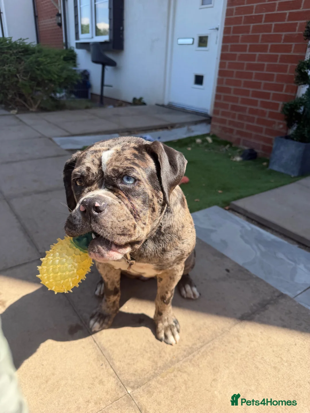 Old Tyme Bulldog dogs for sale: 6 month old tyme bulldog  - Advert 2