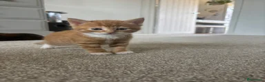 Boy 2