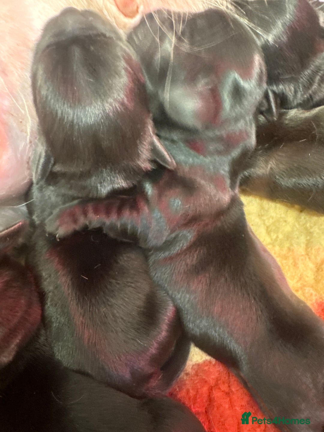 Mixed Breed dogs for sale: Schweenies  - Advert 2