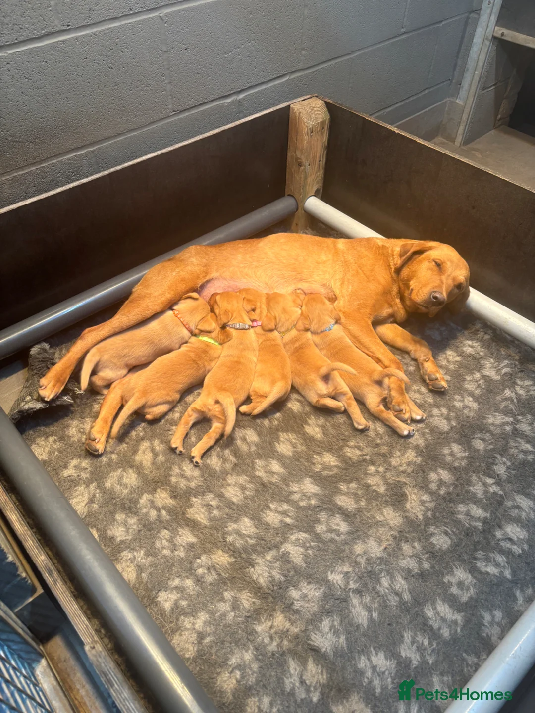Labrador Retriever dogs for sale: Outstanding Red Fox Labrador Puppies - Advert 17