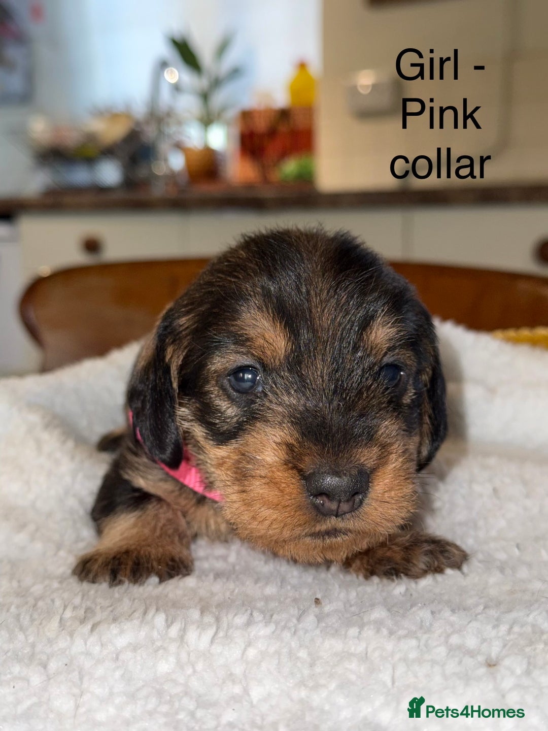 Dachshund dogs for sale: Wirehaired Dachshund - Image 14