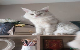 Maine Coon cats for sale: Purebred Maincoon kittens - Image 10