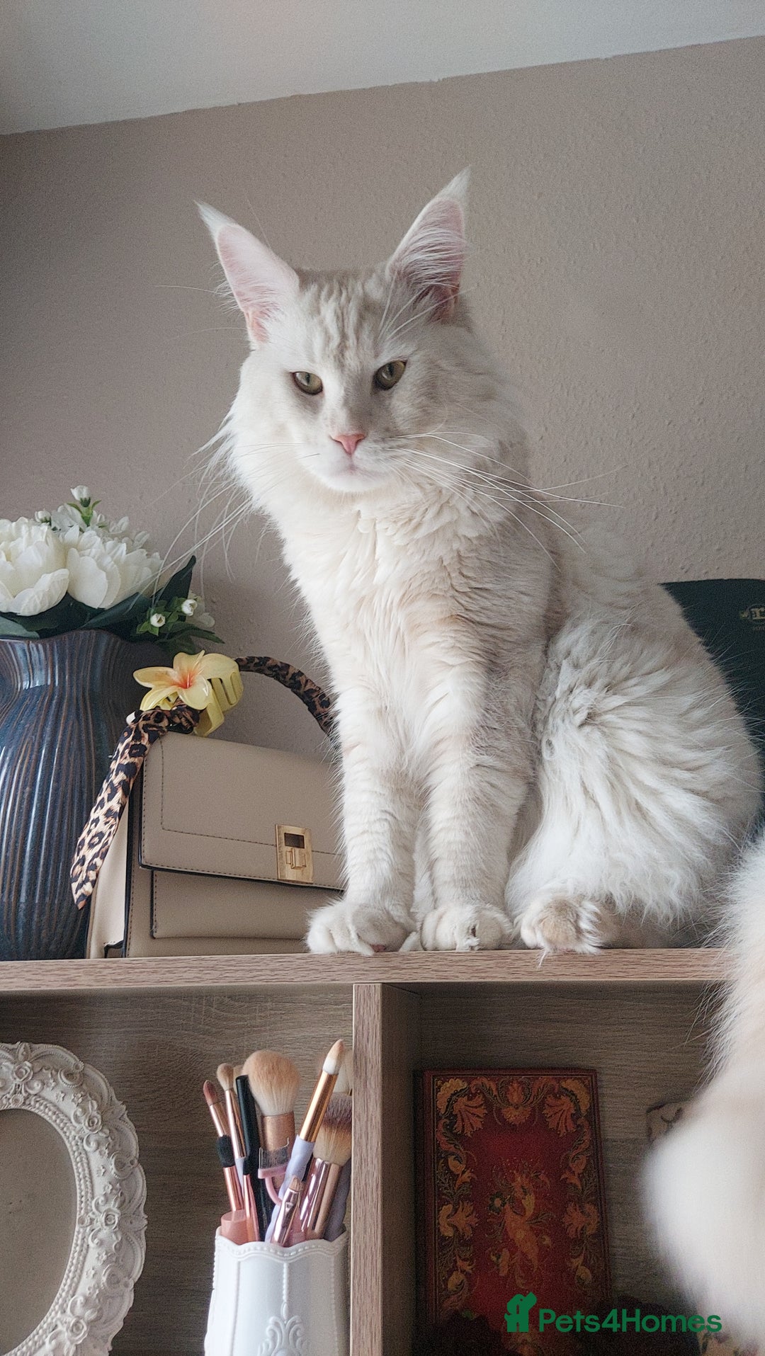 Maine Coon cats for sale: Purebred Maincoon kittens - Image 10