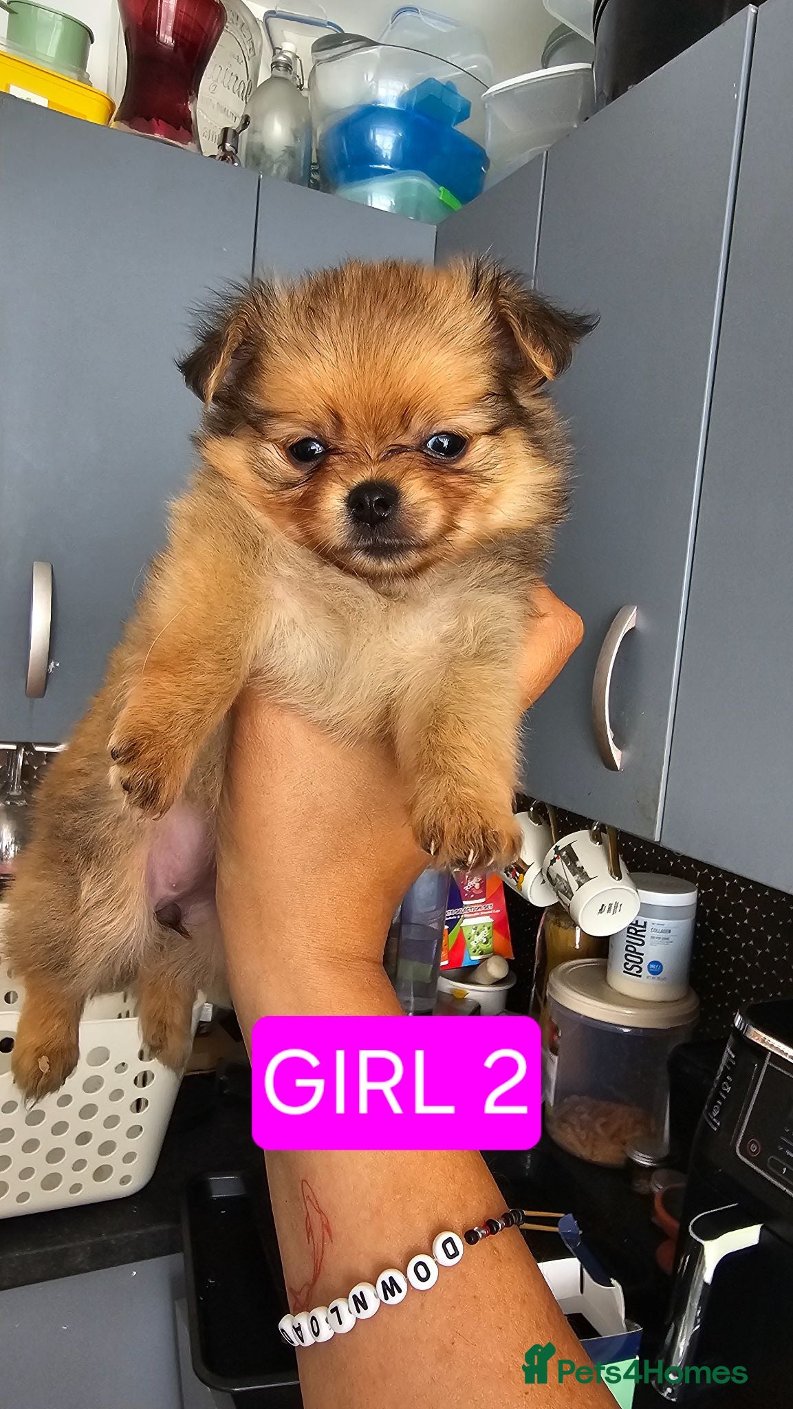 Pomchi dogs Tiny Pomchi Puppies,Raised in a Loving Family Home - Advert 1